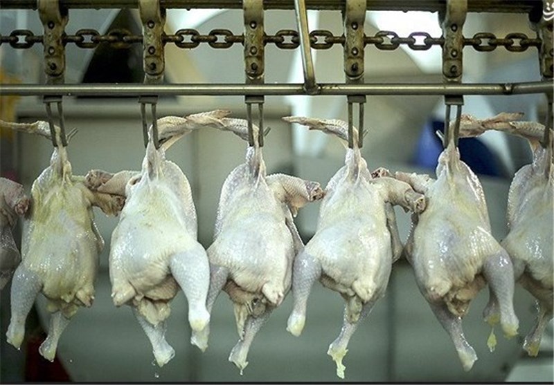 کشتار بیش از ۹ میلیون قطعه مرغ گوشتی در لرستان
